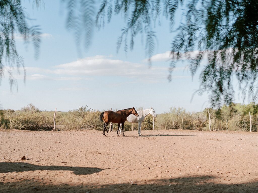 mendoza, argentina horseback riding