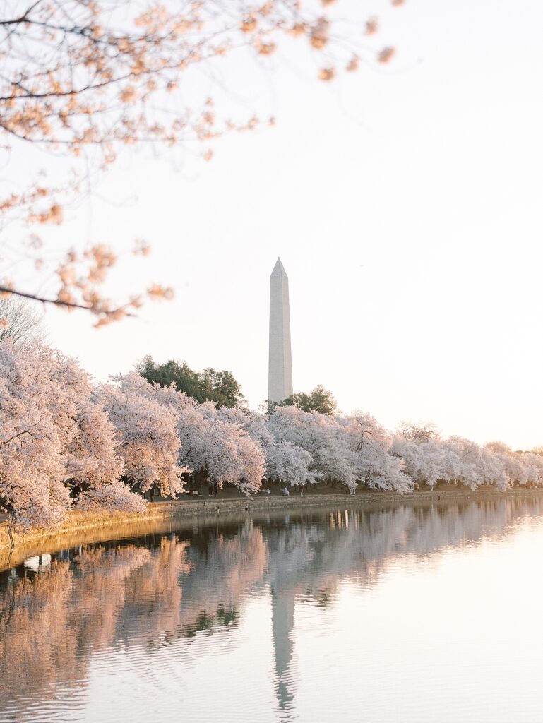 Family Cherry Blossom Portraits on the Tidal Basin in Washington DC
