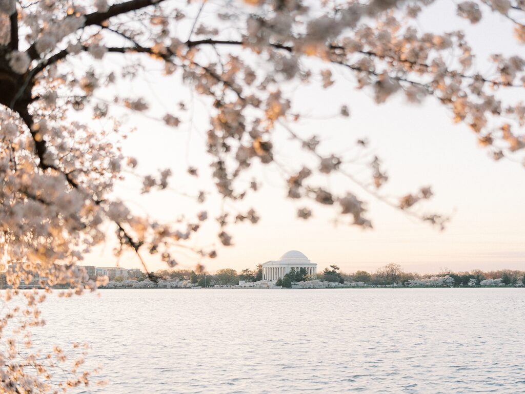Family Cherry Blossom Portraits on the Tidal Basin in Washington DC